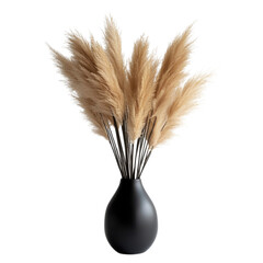 Pampas grass in black vase on transparent background.