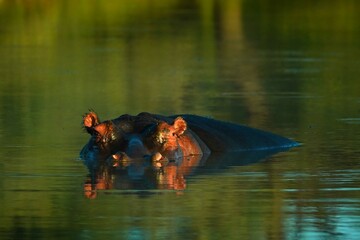 Hippo male (Hippopotamus amphibius) swimming in water with its head above the surface.