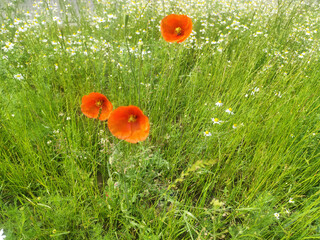red poppy flowers in grass with blurred daisies in the background