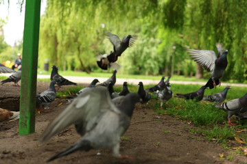 Fototapeta premium pigeons in the park - urban 