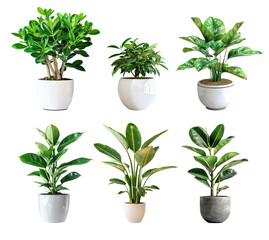 Obraz premium Six potted plants in white and gray pots, with green leaves and stems.