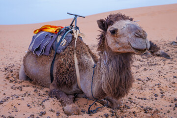 Camels resting in the Erg Chebbi sand dunes located in Morocco on the western edge of the Sahara...