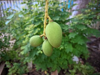 Mangifera indica, commonly known as mango, is an evergreen species of flowering plant in the family Anacardiaceae.