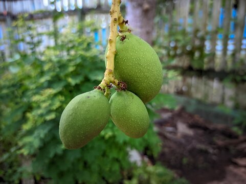 Mangifera indica, commonly known as mango, is an evergreen species of flowering plant in the family Anacardiaceae.