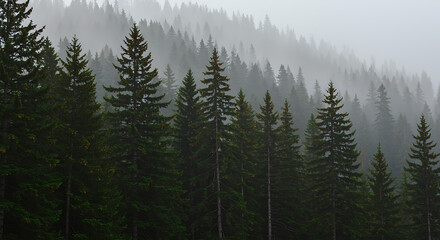 Misty mountain forest of evergreen trees