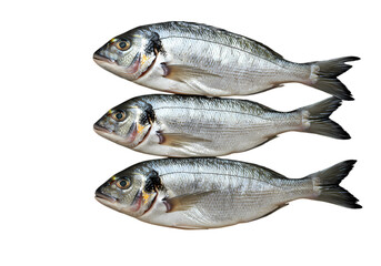 Fresh Gilthead Sea Bream isolated on transparent baackground