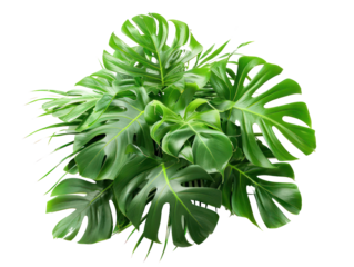 A lush green monstera plant with large, heart-shaped leaves against a transparent background