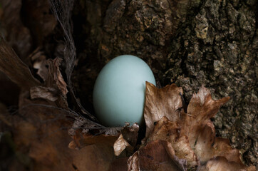 A serene photograph of a bird egg resting amidst dry leaves near a textured tree trunk.