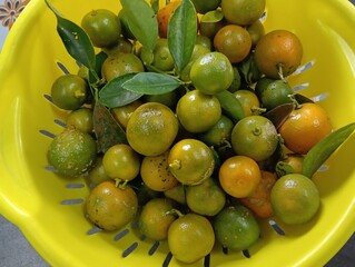 ripe Calamasi lime fruit close up in a yellow bowl closeup.photo taken in malaysia