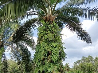 ferns and vegetration  on palm oil  tree in a plantation kluang, johor in Malaysia.  
