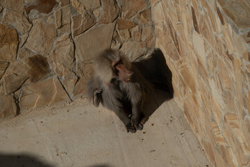 Monkeys Cave Shelter Thailand: Two monkeys sit in a cave opening, seeking shelter from the sun.
