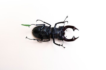 Close-up of majestic male stag beetle with big mandibles