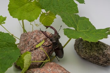 Close-up of majestic male stag beetle with large jaws, among green foliage and granite stones on...