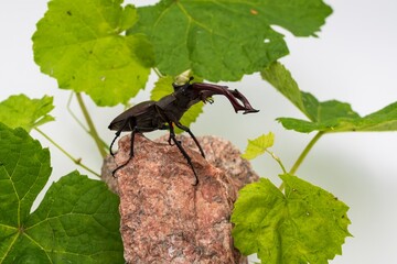 Close-up of majestic male stag beetle with large jaws, among green foliage and granite stones on...