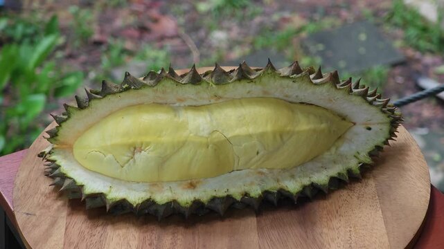 fresh organic durian in garden