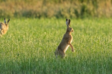 Hare Standing Alert in Sunlit Meadow