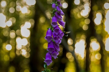 Purple foxglove flowers with a bee in a sunlit forest. © Wirestock