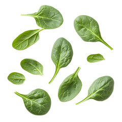 Fototapeta premium fresh green leaves