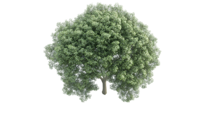 Overhead View of a Lush Full Green Tree Isolated on White Background isolated on transparent background