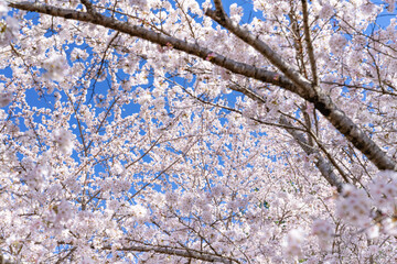 山梨県富士吉田市　春の新倉山浅間公園