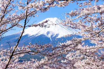 山梨県富士吉田市　春の新倉山浅間公園