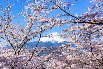 山梨県富士吉田市　春の新倉山浅間公園
