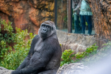 A gorilla sitting on a rock, looking towards the camera.