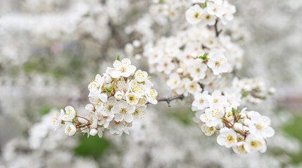 Cluster of pristine white blossoms on a tree branch, bathed in soft, natural daylight, symbolizing...