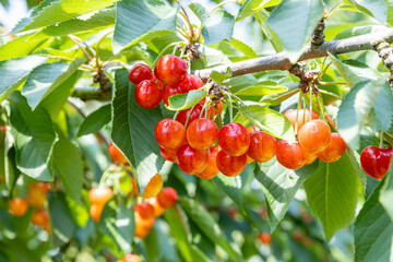 収穫期のさくらんぼ 　‐紅秀峰‐