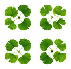 Isolated Emerald Green Leaves Suspended Mid Air for Artistic Display, Isolated on Transparent Background