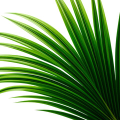 Close up of vibrant green palm fronds.
