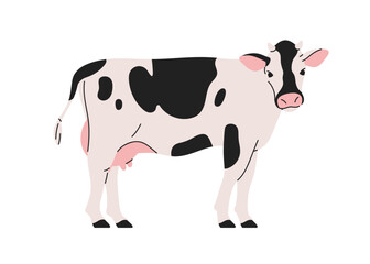 Milk dairy cow, standing in profile, looking with head turned. Spotted cattle, domestic farm animal with udder. Livestock, agriculture fauna. Flat vector illustration isolated on white background