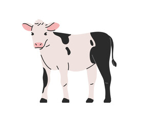 Calf standing. Small young cow, dairy animal with spotted pattern. Rural countryside livestock. Cattle kid, cute baby cub. Agriculture farm. Flat vector illustration isolated on white background