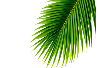 Obraz premium Vibrant green palm leaf on black background