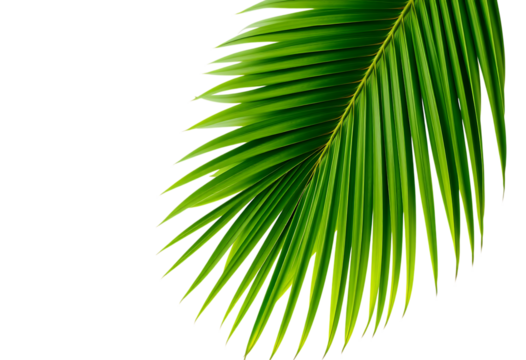 Vibrant green palm leaf on black background