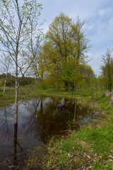 Obraz premium Vivid spring landscape in Ternopil oblast Ukraine featuring lush greenery and tranquil waters