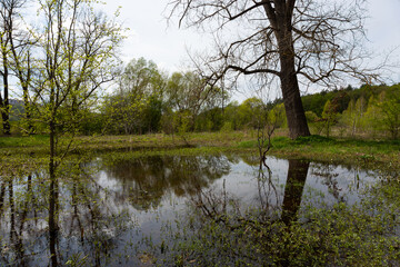 Serene landscape of Ternopil oblast featuring a calm water pond reflecting lush greenery and trees under a cloudy sky