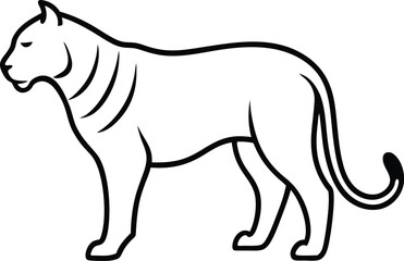 vector illustration of a white Tiger