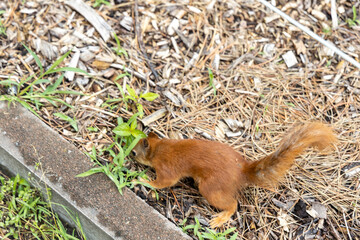 Red squirrel searching for food on forest ground