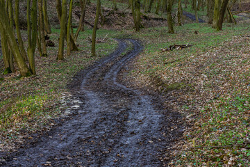 Winding muddy path through a tranquil forest area during early spring showcasing soft green grass and bare trees