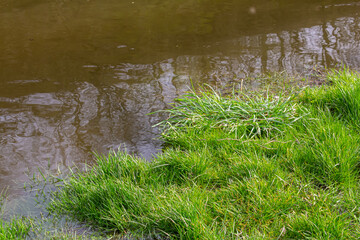 fresh green sprouts growth in a water, spring flood scene