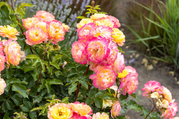 Vibrant yellow and pink roses in a garden