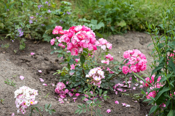 Obraz premium Blooming pink roses in summer garden