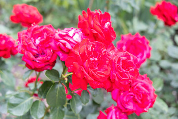 Fototapeta premium Close up of blooming red roses in a garden