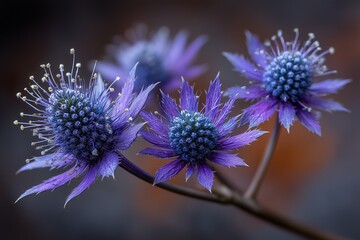 Spiky purple sea holly (eryngium) on a blurred bronze backdrop, edgy and unconventional floral design