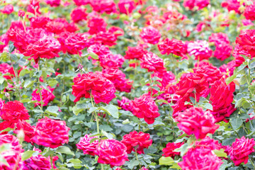 Fototapeta premium Field of blooming red roses in sunlight