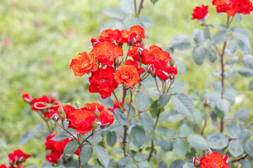Vibrant red roses blooming in summer garden