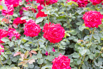 Fototapeta premium Vibrant red roses blooming in garden during daytime