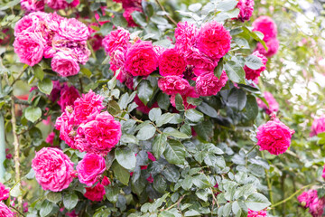 Fototapeta premium Vibrant pink roses blooming in garden