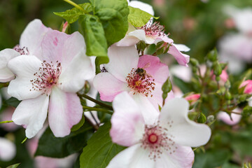 Bee pollinating light pink wild rose flowers in garden closeup